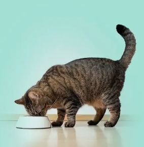 CATCAT