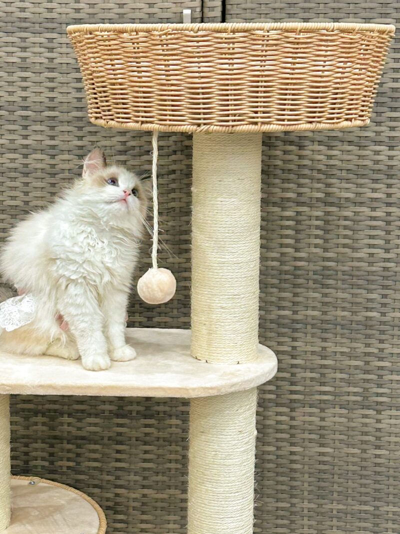 Cat Climbing Shelf Cat Tree All Purpose Capsule Sisal Cat Shelf For All Seasons Small Space Not Taking Up Much Room Cat Products - Image 2