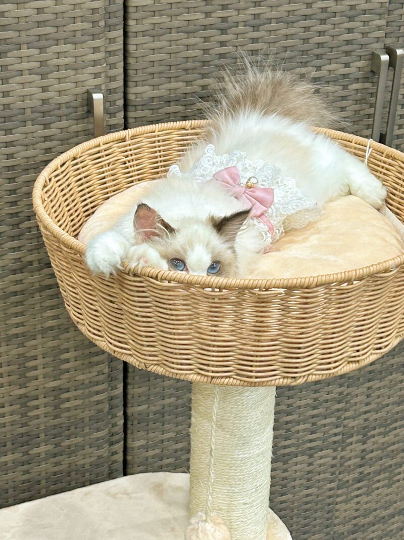 Cat Climbing Shelf Cat Tree All Purpose Capsule Sisal Cat Shelf For All Seasons Small Space Not Taking Up Much Room Cat Products - Image 3