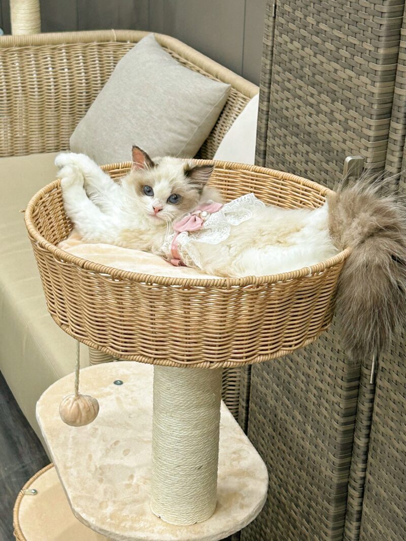Cat Climbing Shelf Cat Tree All Purpose Capsule Sisal Cat Shelf For All Seasons Small Space Not Taking Up Much Room Cat Products - Image 4
