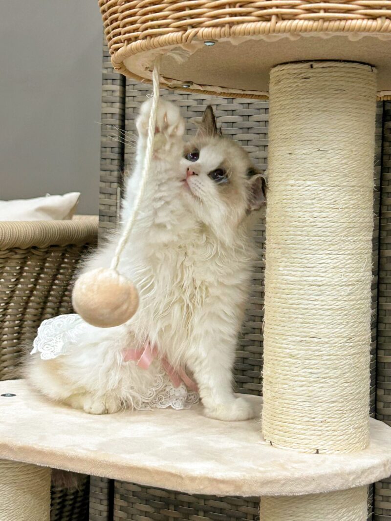 Cat Climbing Shelf Cat Tree All Purpose Capsule Sisal Cat Shelf For All Seasons Small Space Not Taking Up Much Room Cat Products - Image 5