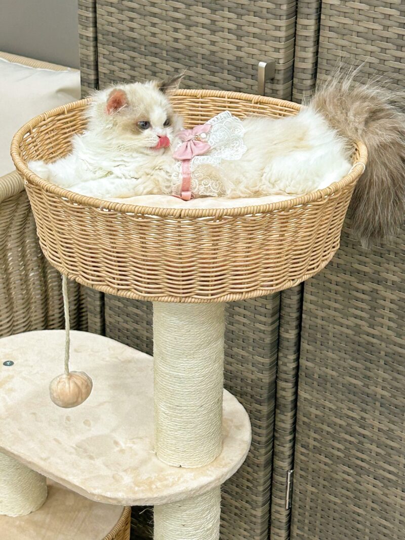 Cat Climbing Shelf Cat Tree All Purpose Capsule Sisal Cat Shelf For All Seasons Small Space Not Taking Up Much Room Cat Products - Image 6