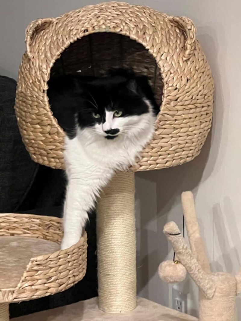 Wooden cat scratching posts with swinging cat bed - Image 2