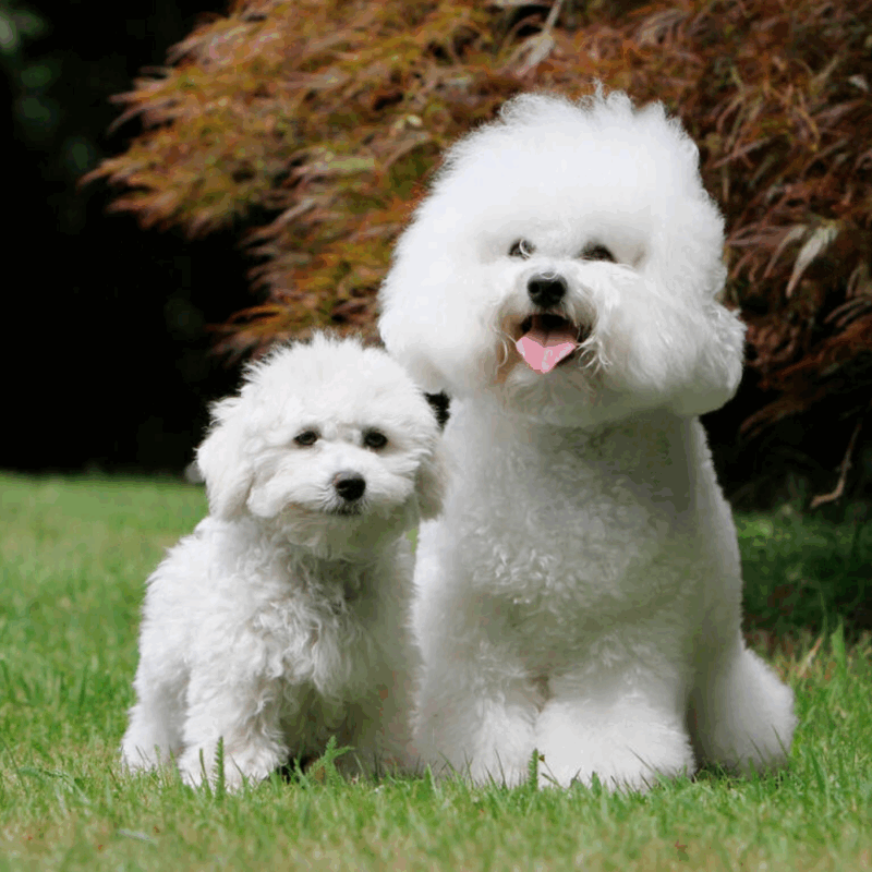 Bichon Frise - Image 5